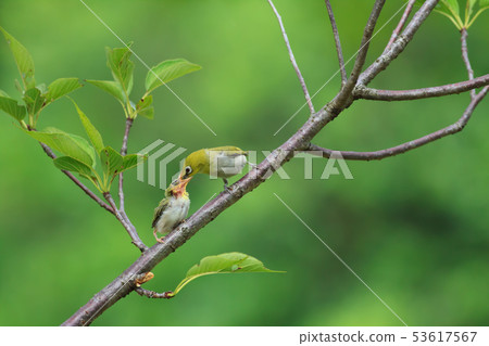 綠繡眼,育雛,親情 53617567