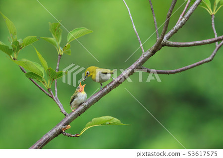 綠繡眼,育雛,親情 53617575