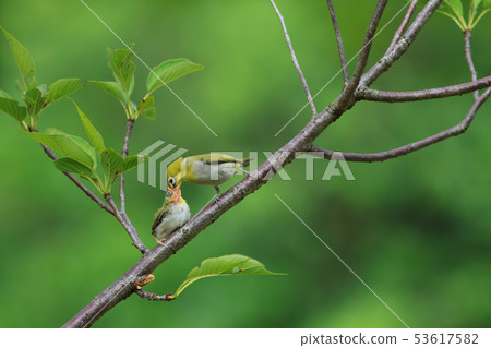 綠繡眼,育雛,親情 53617582