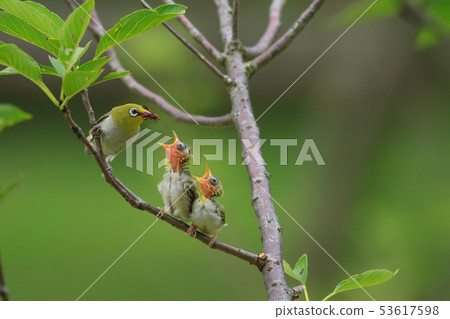 綠繡眼,育雛,親情 53617598