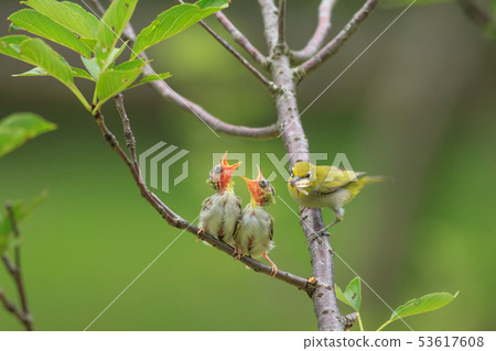 綠繡眼,育雛,親情 53617608