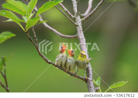 綠繡眼,育雛,親情 53617612