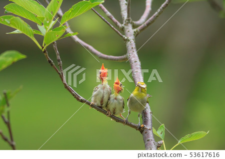 綠繡眼,育雛,親情 53617616