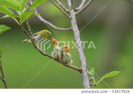 綠繡眼,育雛,親情 53617626