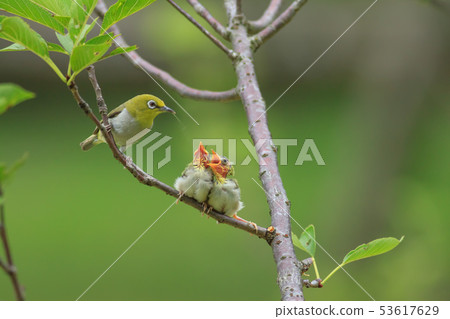 綠繡眼,育雛,親情 53617629