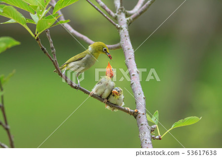 綠繡眼,育雛,親情 53617638