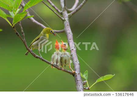綠繡眼,育雛,親情 53617646