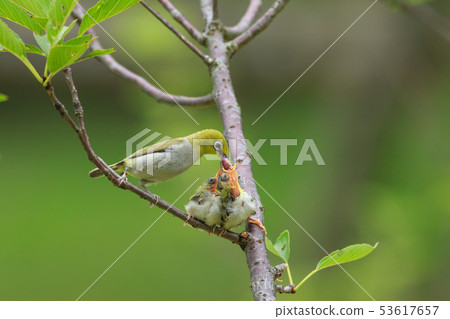 綠繡眼,育雛,親情 53617657