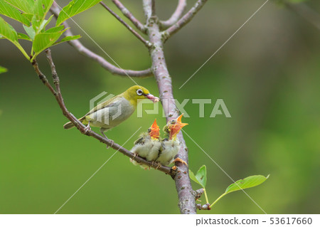 綠繡眼,育雛,親情 53617660