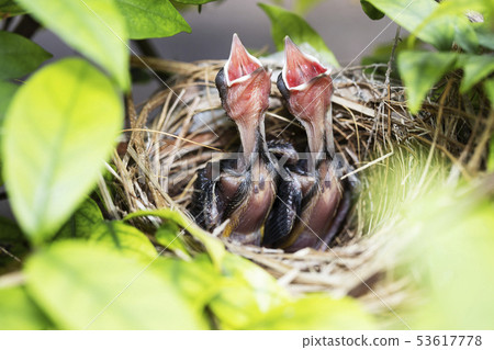 Hungry baby birds begging for food Hungry baby birds begging for food 53617778