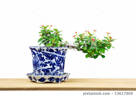 Tiny bonsai with red flowers in blue porcelain Tiny bonsai with red flowers in blue porcelain 53617809