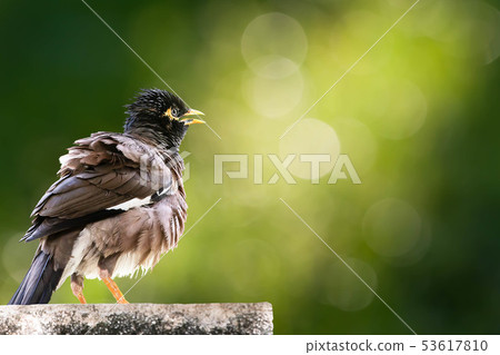 Myna bird on blurred green bokeh background Myna bird on blurred green bokeh background 53617810