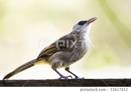Wild bird Yellow vented bulbul on blurred nature 53617812
