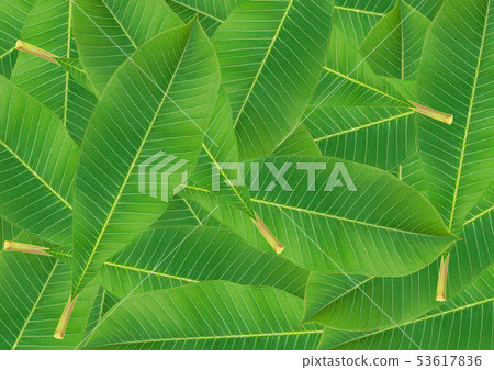 Closeup of green leaves texture background 53617836