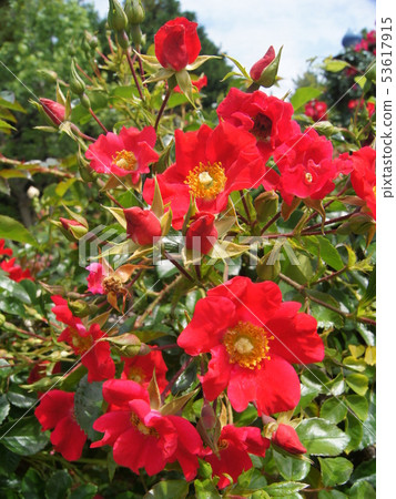 紅色Tsurubara(單身):多特蒙德 紅色Tsurubara(單身):多特蒙德 53617915