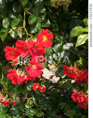 紅色Tsurubara(單身):多特蒙德 紅色Tsurubara(單身):多特蒙德 53617916