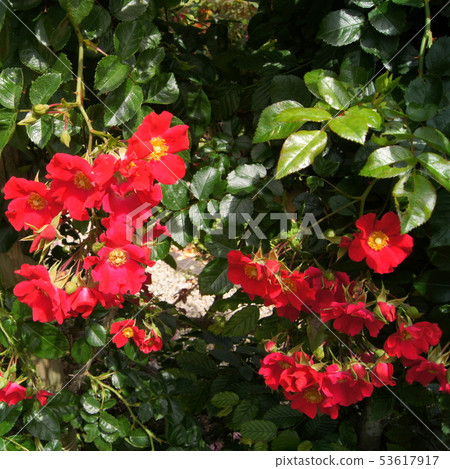 紅色Tsurubara(單身):多特蒙德 紅色Tsurubara(單身):多特蒙德 53617917