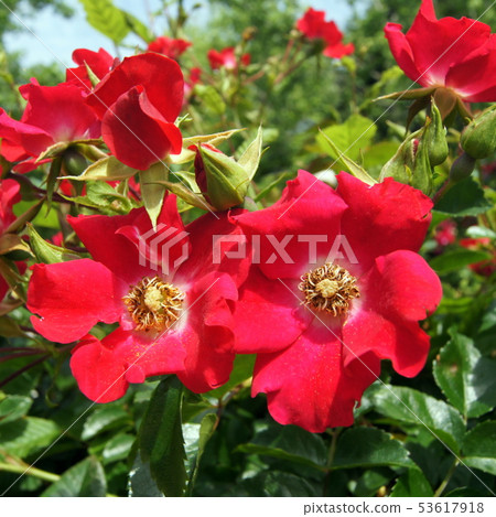 紅色Tsurubara(單身):多特蒙德 紅色Tsurubara(單身):多特蒙德 53617918