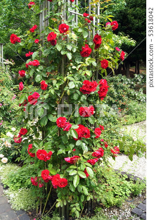 Oribesk tailoring of red rose Oribesk tailoring of red rose 53618042