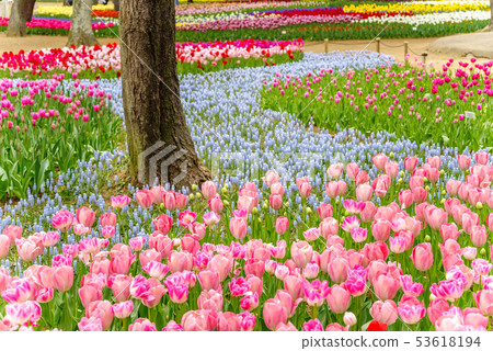 Hitachinaka海灘公園鬱金香 Hitachinaka海灘公園鬱金香 53618194