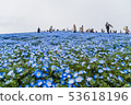 在Hitachinaka海灘公園的Nemophila 53618196