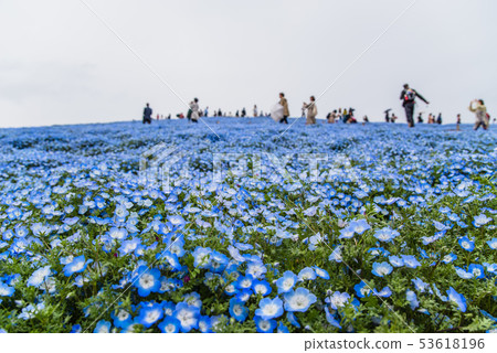 Nemophila at Hitachinaka Beach Park Nemophila at Hitachinaka Beach Park 53618196