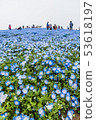 在Hitachinaka海灘公園的Nemophila 53618197