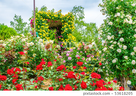 群馬花卉公園/ Barafesta 53618205