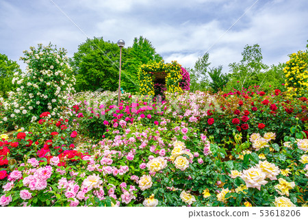 群馬花卉公園/ Barafesta 53618206