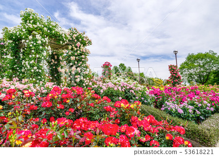 Gunma Flower Park / Barafesta Gunma Flower Park / Barafesta 53618221