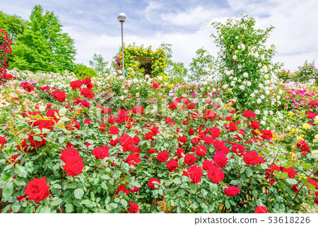 Gunma Flower Park / Barafesta Gunma Flower Park / Barafesta 53618226