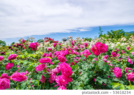 群馬花卉公園/ Barafesta 群馬花卉公園/ Barafesta 53618234