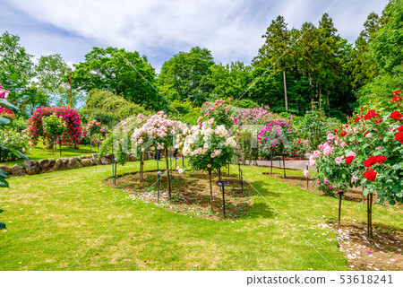 群馬花卉公園 Barafesta 照片素材 圖片 圖庫