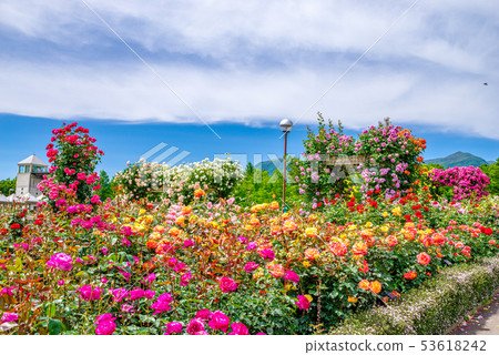 Gunma Flower Park / Barafesta 53618242