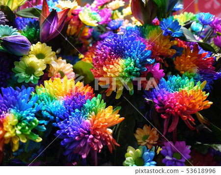 彩虹花 彩虹花 53618996