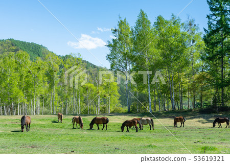 Kiso horse of Kaeda Kogen Kiso horse of Kaeda Kogen 53619321