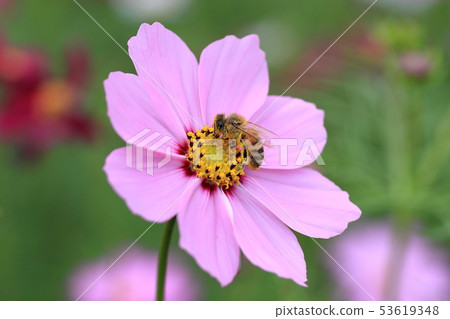 Cosmos Cosmos 53619348