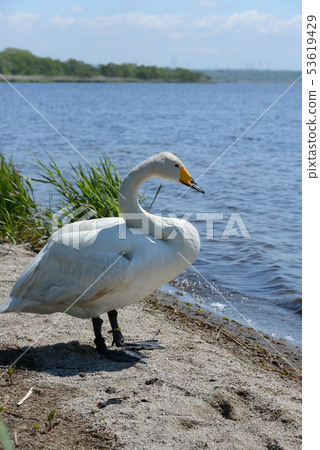 烏托奈湖的天鵝 53619429