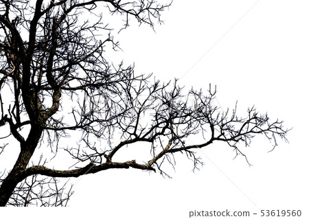 Dead branches , Silhouette dead tree or dry tree Dead branches , Silhouette dead tree or dry tree 53619560