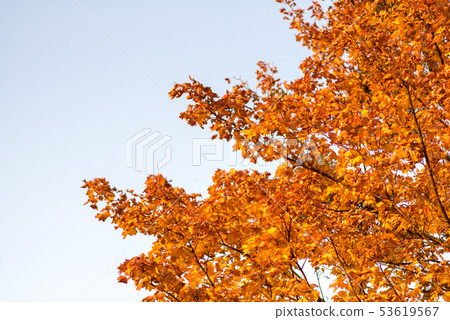 Colorful maple tree on the sky background, golden Colorful maple tree on the sky background, golden 53619567