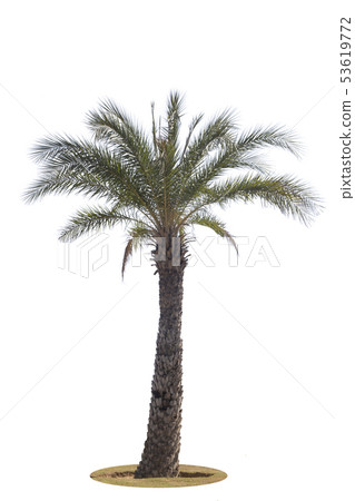 Palm tree isolated on white background.Clipping Palm tree isolated on white background.Clipping 53619772