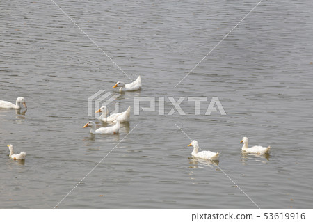 Ducks floating on river. Ducks floating on river. 53619916