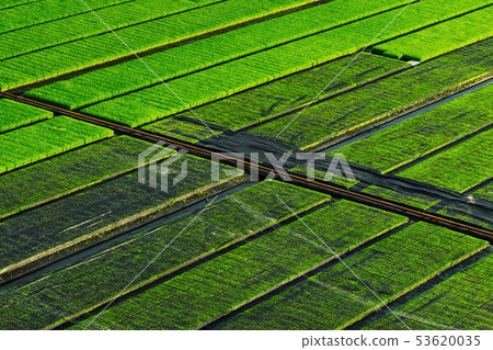 Beautiful view of rice seedlings in the field 53620035