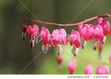 Taitsurisou 53620108