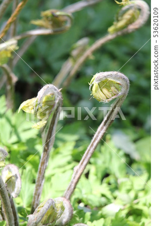 發條 發條 53620109