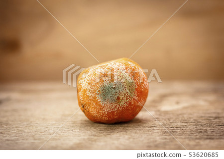 Spoiled moldy rotten mandarin on wooden table 53620685