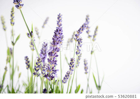 isolated closed up lavender on white background isolated closed up lavender on white background 53620881