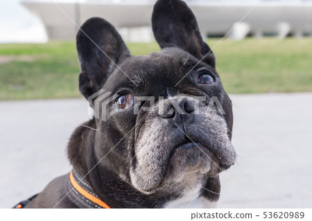 French Bulldog looking up. Looking sideways and turning the head 53620989