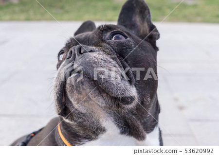 French Bulldog looking up. Selective focus on the eyes and nose 53620992