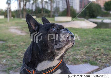 French Bulldog looking up, asking for food 53620993